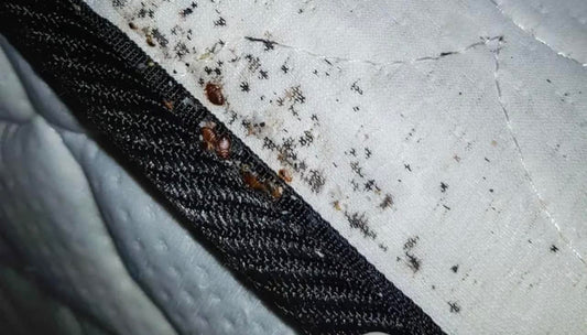 Professional bed bug treatment service in Sullivan Illinois home