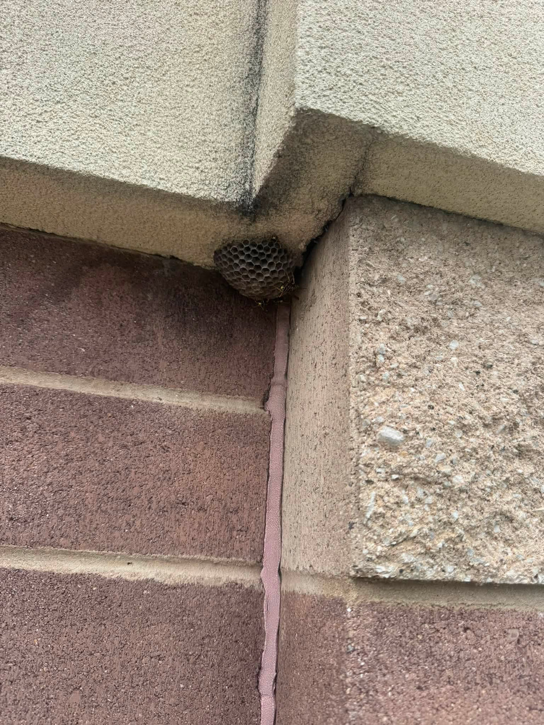 Wasp Treatment in Forsyth, IL: Protect Your Home Before Someone Gets Stung