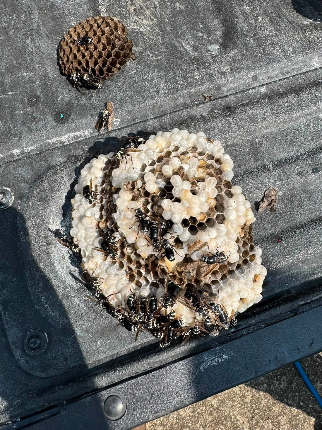 Hornet Nest Removal in Charleston, IL: Protect Your Family and Property