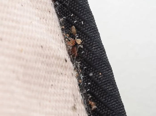 Bed bug eggs and adult bed bugs found during inspection in Champaign Illinois