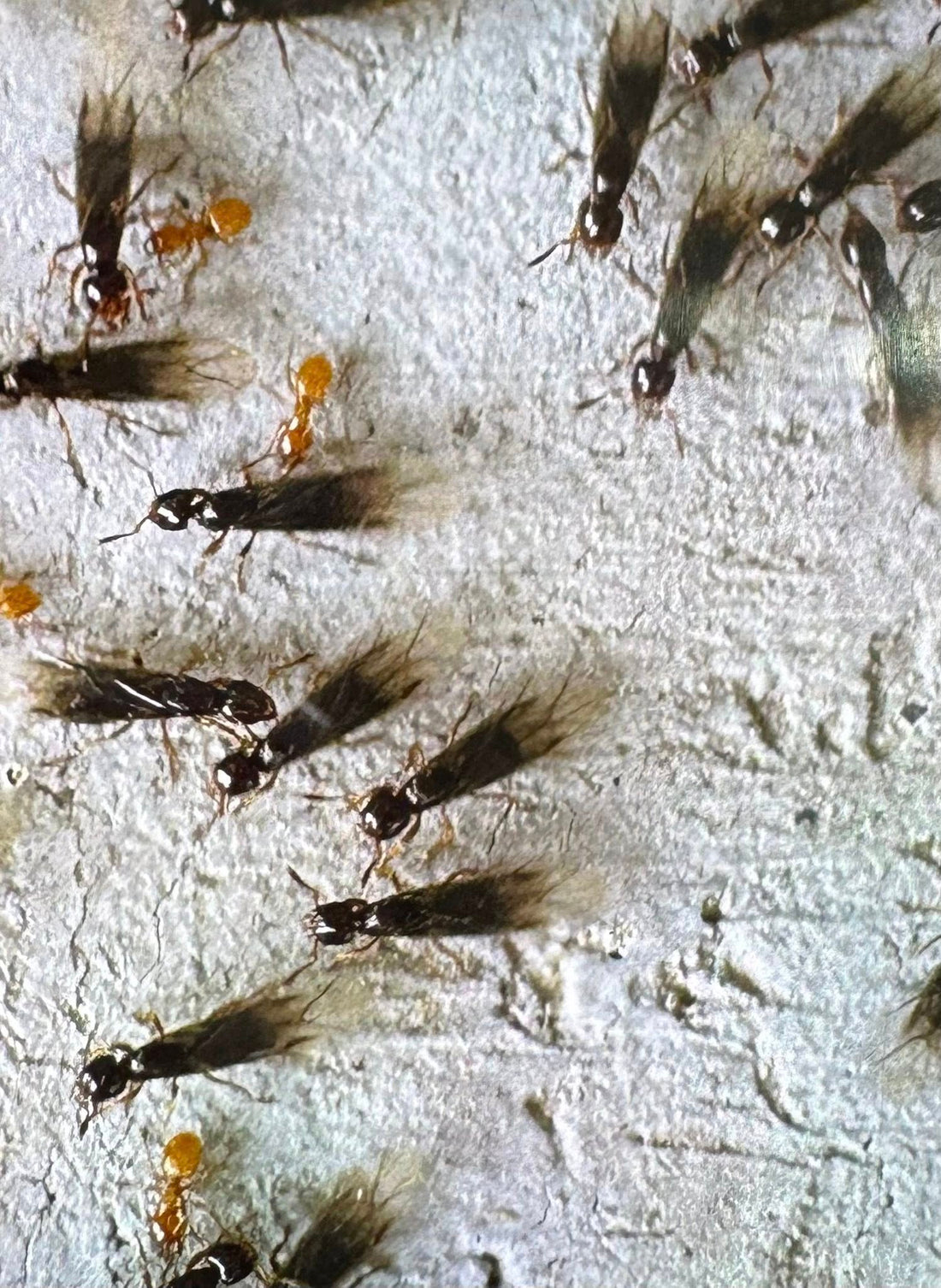 Carpenter ants and fire ants comparison for Windsor Illinois pest control