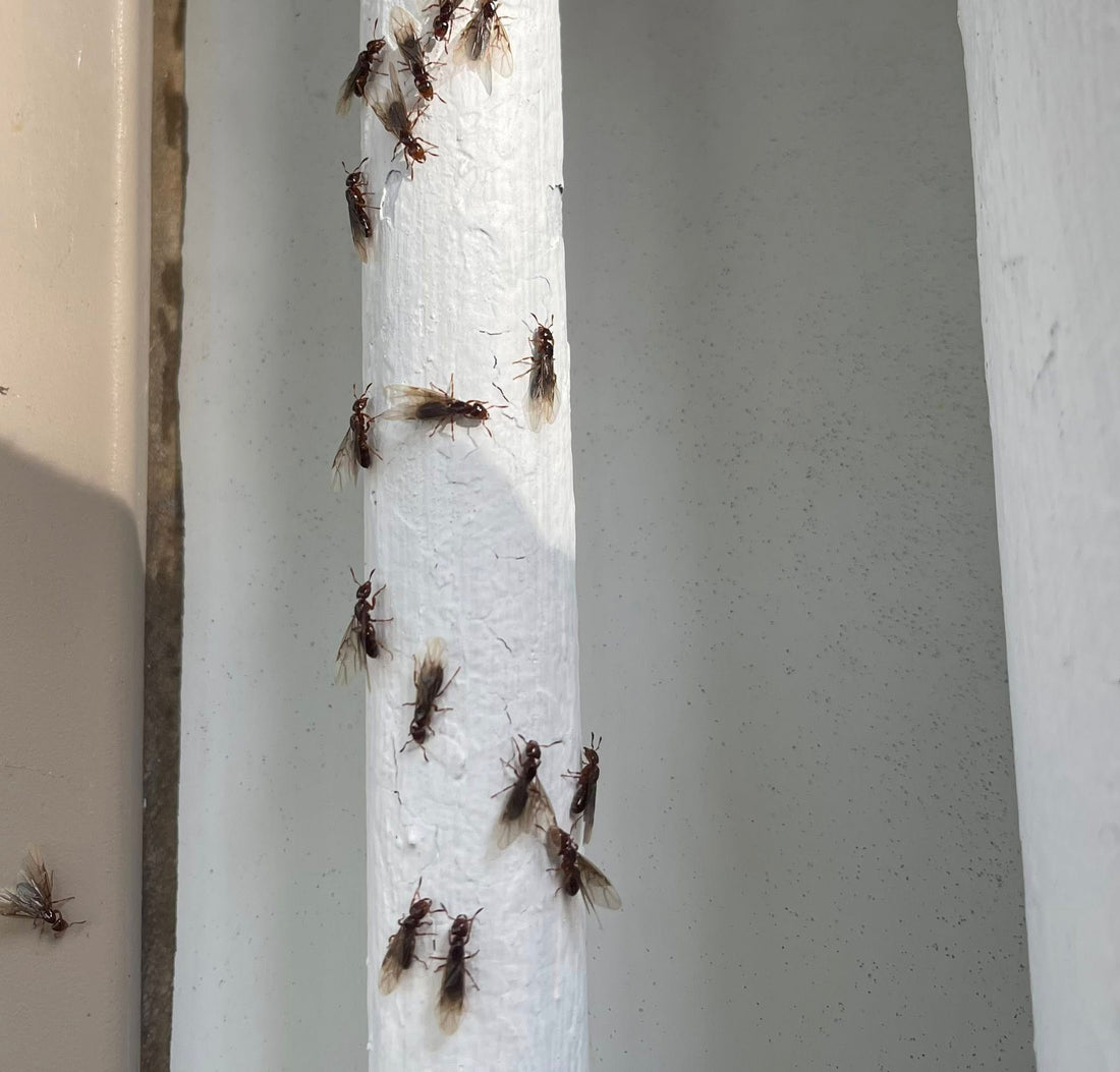 Termite swarmers on white surface in Charleston Illinois